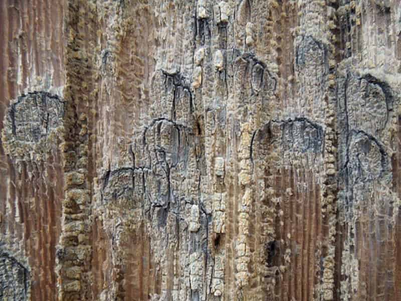 contaminated wooden pallets vs plastic pallets